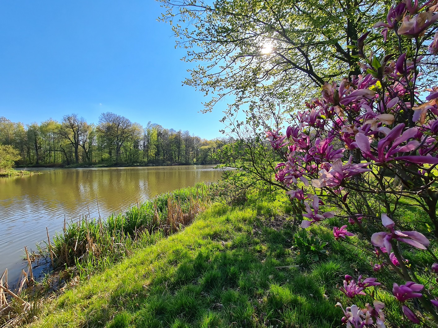 Zielona Pszczyna: Magnolie i rododendrony dla mies