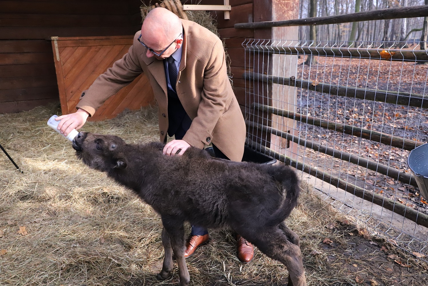 Maleńki żubrzyk wychowuje się z owieczką