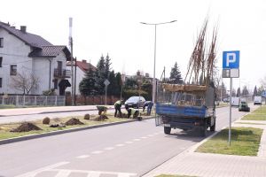 Na ul. Słonecznej sadzą drzewa