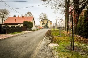 Nowe nasadzenia wzdłuż przebudowanej ulicy Ciche