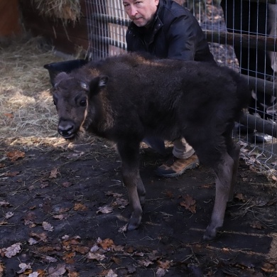 Nowy mieszkaniec Pokazowej Zagrody Żubrów