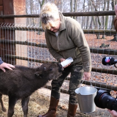 Nowy mieszkaniec Pokazowej Zagrody Żubrów