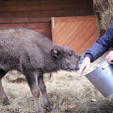 Nowy mieszkaniec Pokazowej Zagrody Żubrów