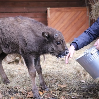 Nowy mieszkaniec Pokazowej Zagrody Żubrów