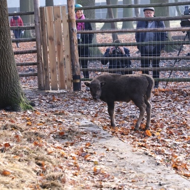 Nowy mieszkaniec Pokazowej Zagrody Żubrów