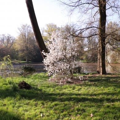 Park Zamkowy w Pszczynie - 20.04.2020