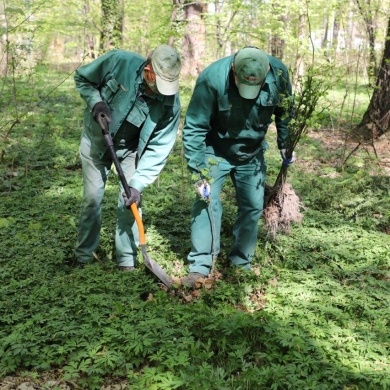 Nowe nasadzenia w parku pszczyńskim - 23.04.2020