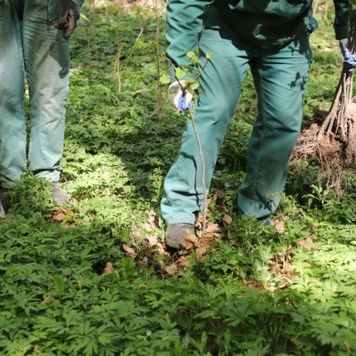 Nowe nasadzenia w parku pszczyńskim - 23.04.2020