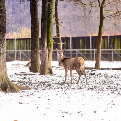 Pokazowa Zagroda Żubrów w Pszczynie - 31.01.2021