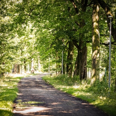 Nowe oświetlenie w Parku Zwierzyniec w Pszczynie - 29.07.2021