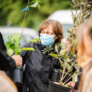 Inicjatywa wręczania mieszkańcom krzewów powiązana z akcją Gramy czysto! #smogover - 21.09.2021