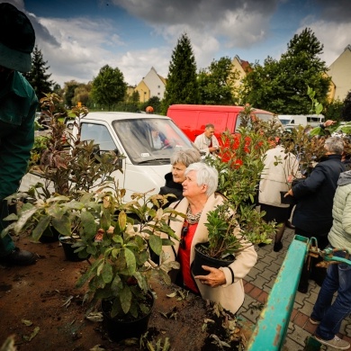 Inicjatywa wręczania mieszkańcom krzewów powiązana z akcją Gramy czysto! #smogover - 21.09.2021