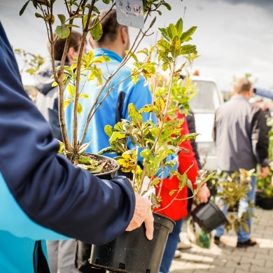 Inicjatywa wręczania mieszkańcom krzewów powiązana z akcją Gramy czysto! #smogover - 21.09.2021