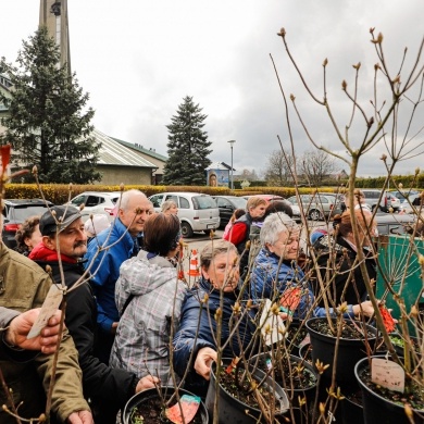 Akcja rozdawania krzewów w Pszczynie z okazji Dnia Ziemi - 25.04.2022