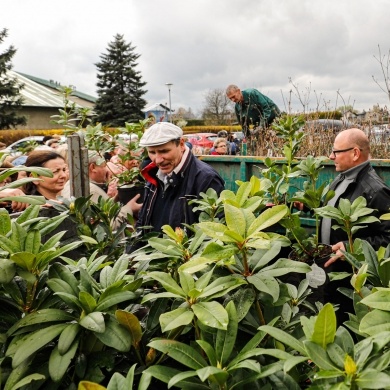 Akcja rozdawania krzewów w Pszczynie z okazji Dnia Ziemi - 25.04.2022