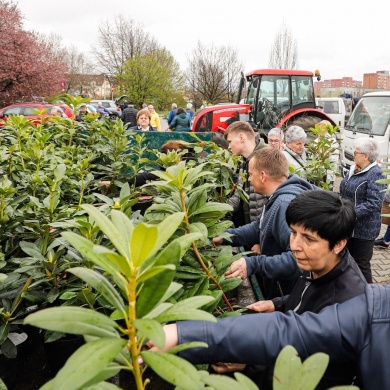 Akcja rozdawania krzewów w Pszczynie z okazji Dnia Ziemi - 25.04.2022