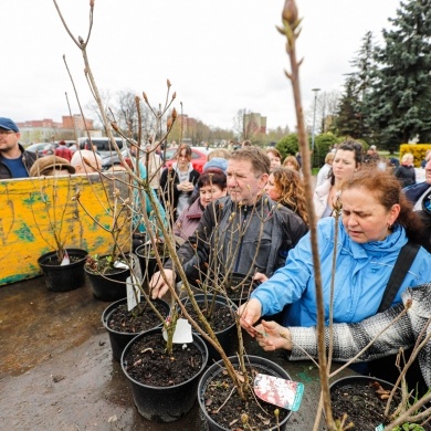 Akcja rozdawania krzewów w Pszczynie z okazji Dnia Ziemi - 25.04.2022