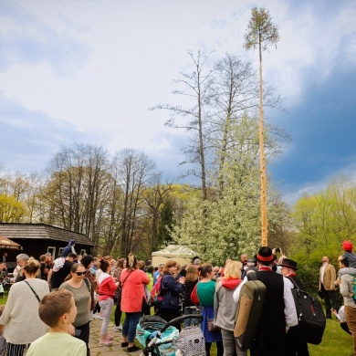 Stawianie moja w pszczyńskim skansenie - 01.05.2022