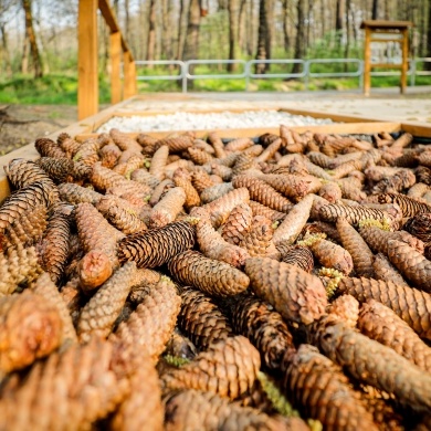 Ścieżka edukacyjna w Parku Zwierzyniec w Pszczynie - 02.05.2022