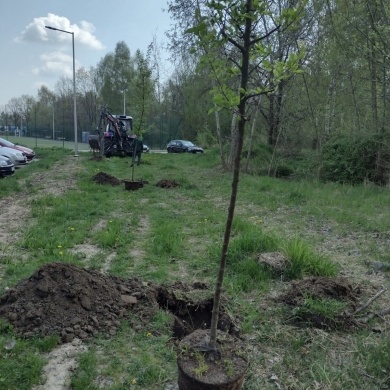 Sadzenie drzew na terenie na osiedlu Piastów