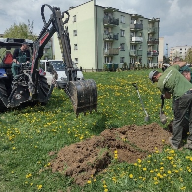 Sadzenie drzew na terenie na osiedlu Piastów