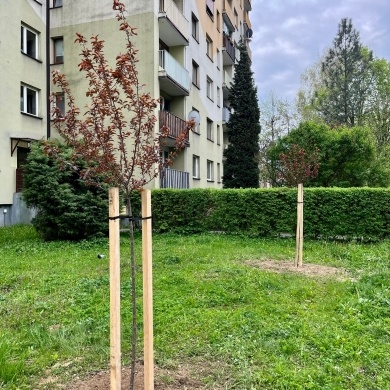 Sadzenie drzew na terenie na osiedlu Piastów