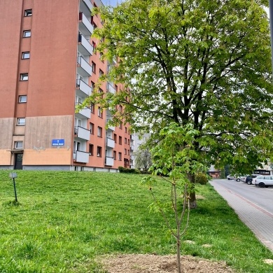 Sadzenie drzew na terenie na osiedlu Piastów