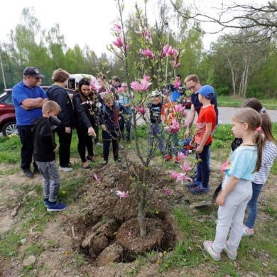 Sadzenie drzew na terenie na osiedlu Piastów