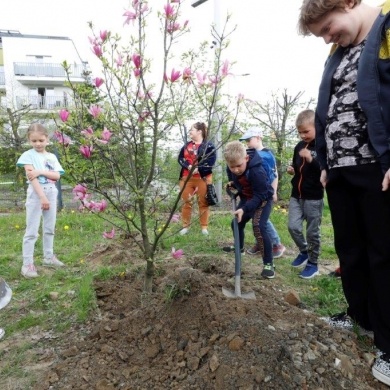 Sadzenie drzew na terenie na osiedlu Piastów