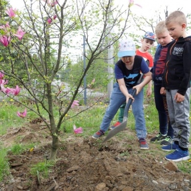 Sadzenie drzew na terenie na osiedlu Piastów