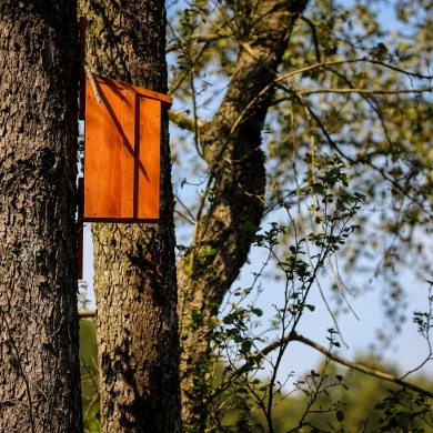 Ochrona różnorodności biologicznej poprzez rewitalizację parku Pszczyńskiego