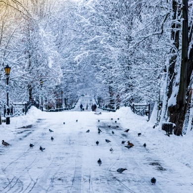 Zima w Parku Zamkowym w Pszczynie - 21.01.2022