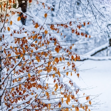 Zima w Parku Zamkowym w Pszczynie - 21.01.2022